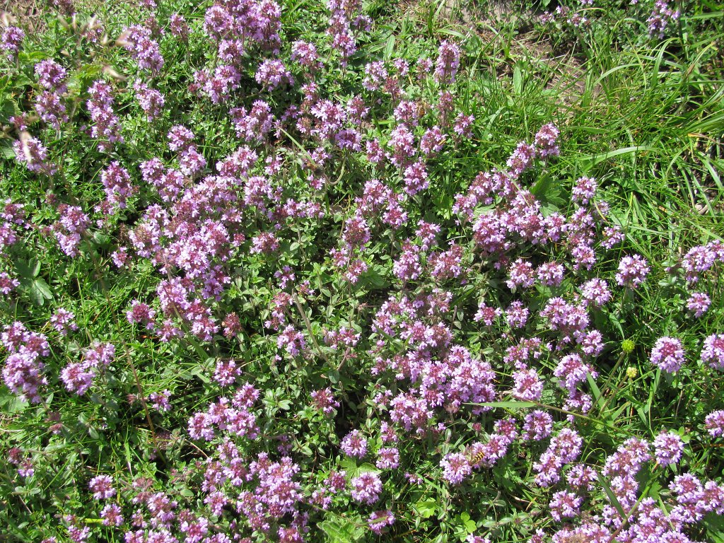 IMG_0278