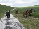 IMG_0311