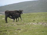 IMG_0345