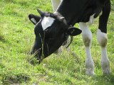 IMG_0394